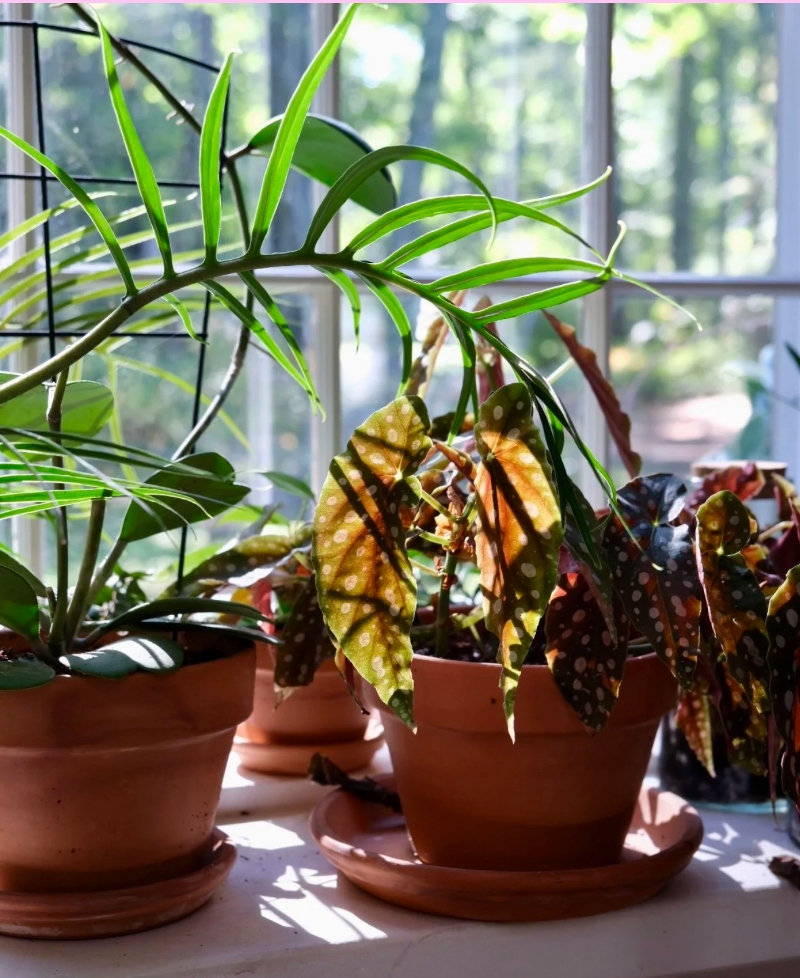 Beautiful Potted Plants on Windowsill